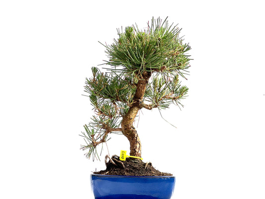 Pinus Thunbergii 0003