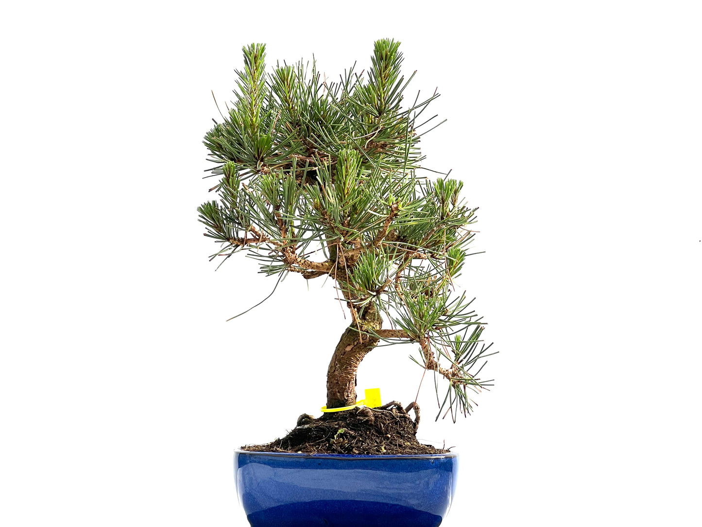 Pinus Thunbergii 0003