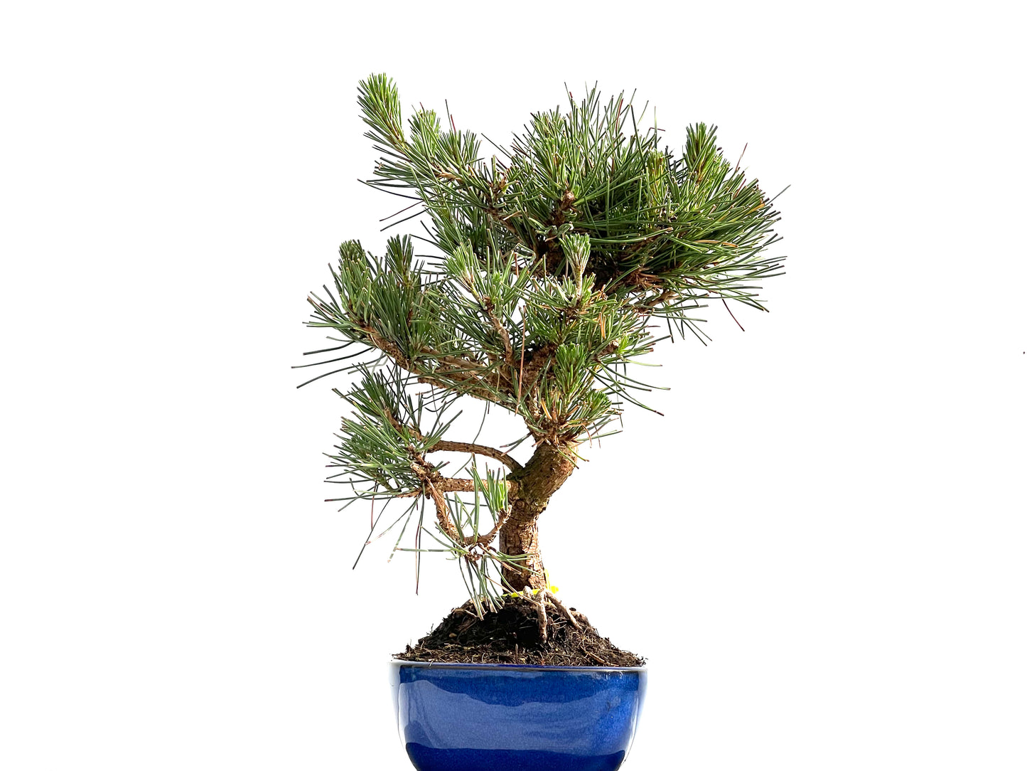 Pinus Thunbergii 0003