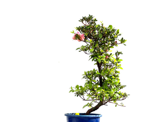 Azalea Kinu-no-mai 0005