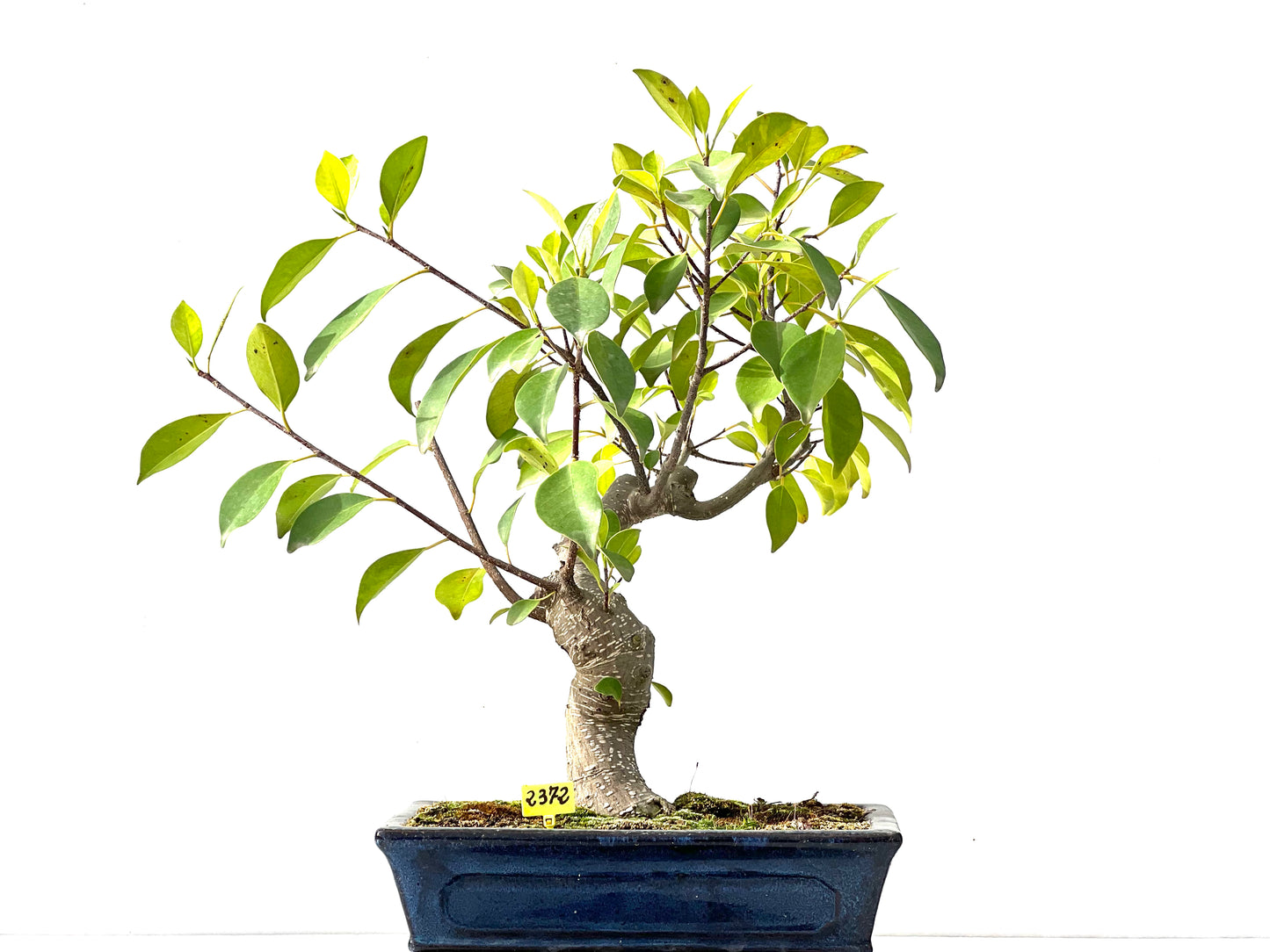Ficus Retusa 2372