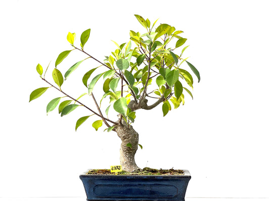 Ficus Retusa 2372