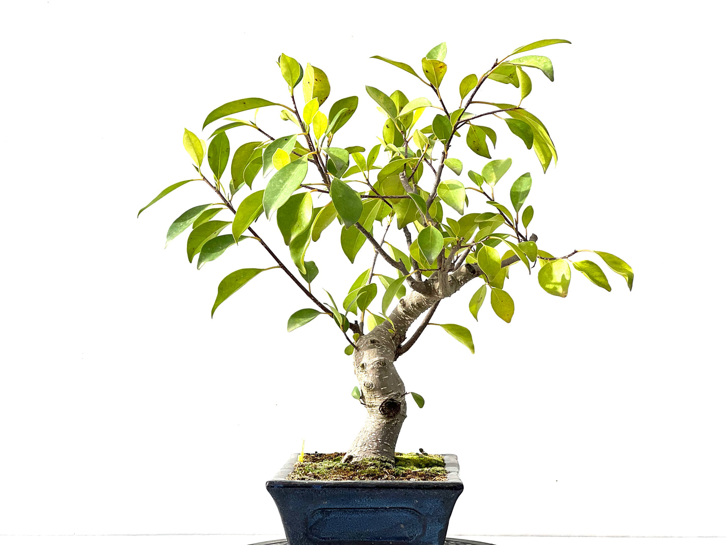Ficus Retusa 2372