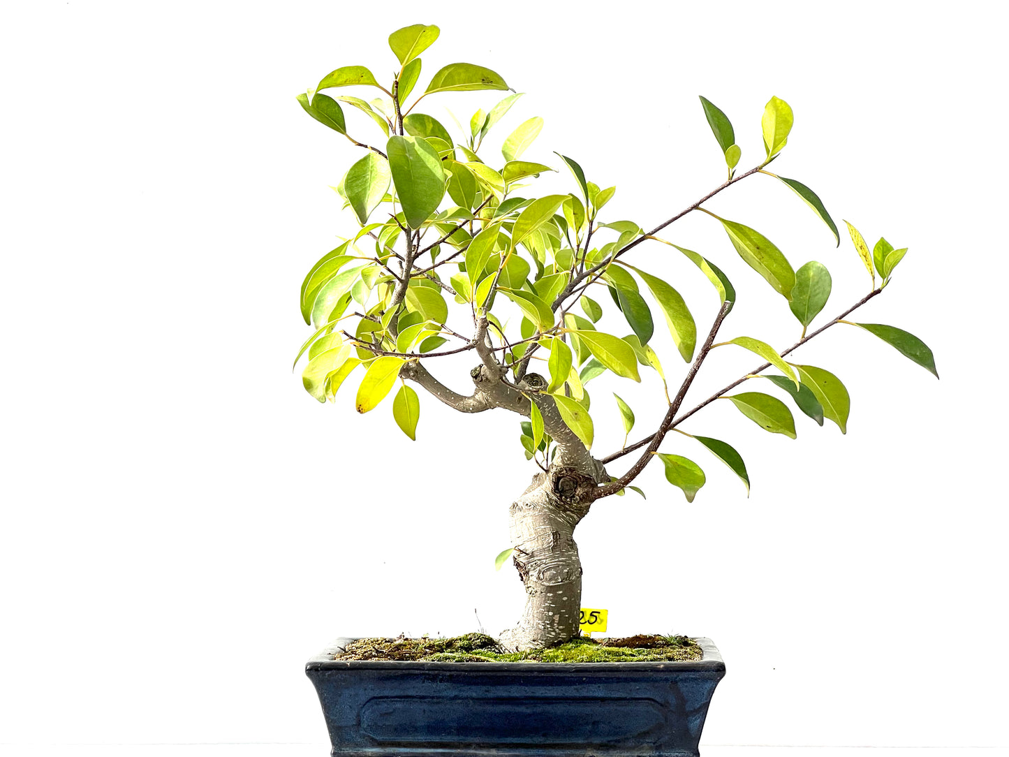 Ficus Retusa 2372