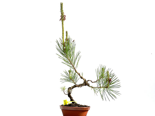Pinus Thunbergii 0015