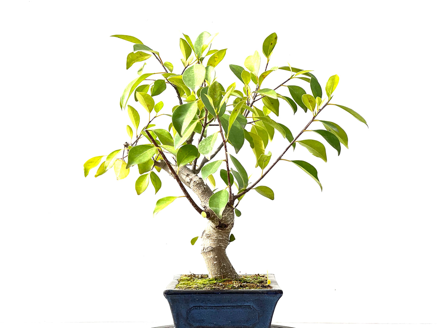 Ficus Retusa 2372