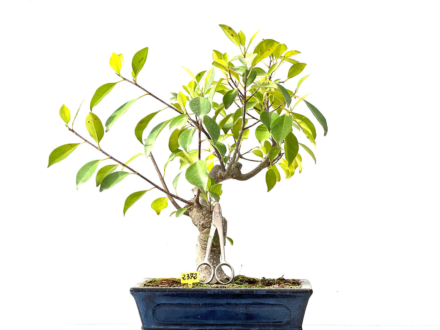 Ficus Retusa 2372