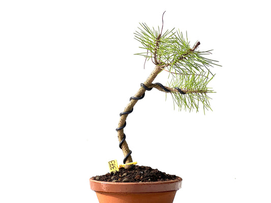 Pinus Densiflora 2373