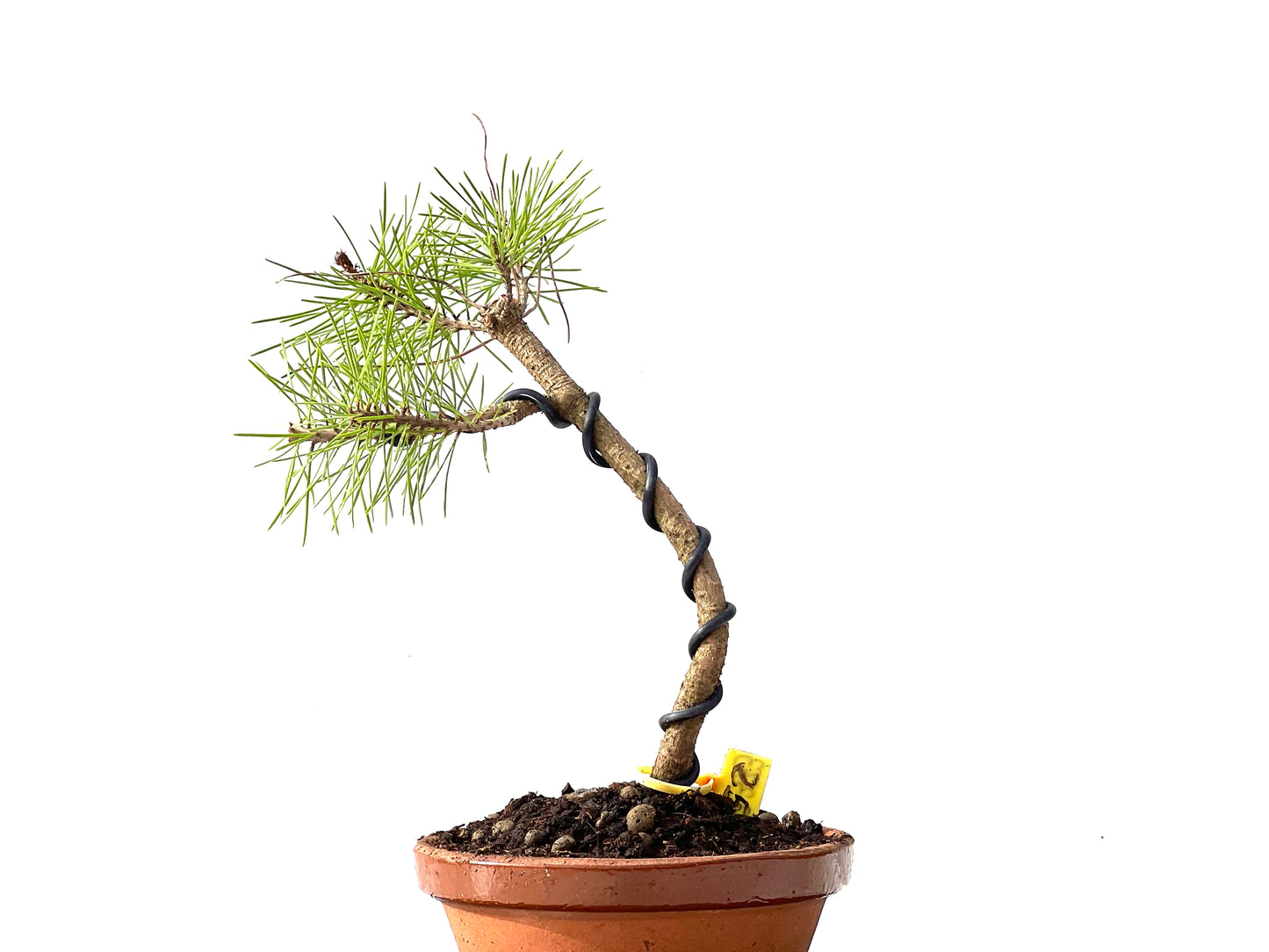 Pinus Densiflora 2373