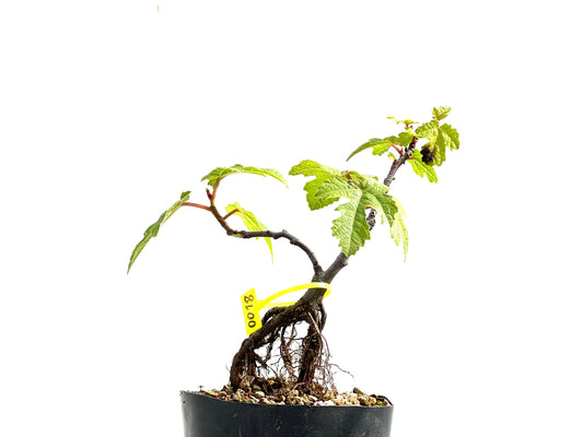 Ficus Carica Neagari 0018