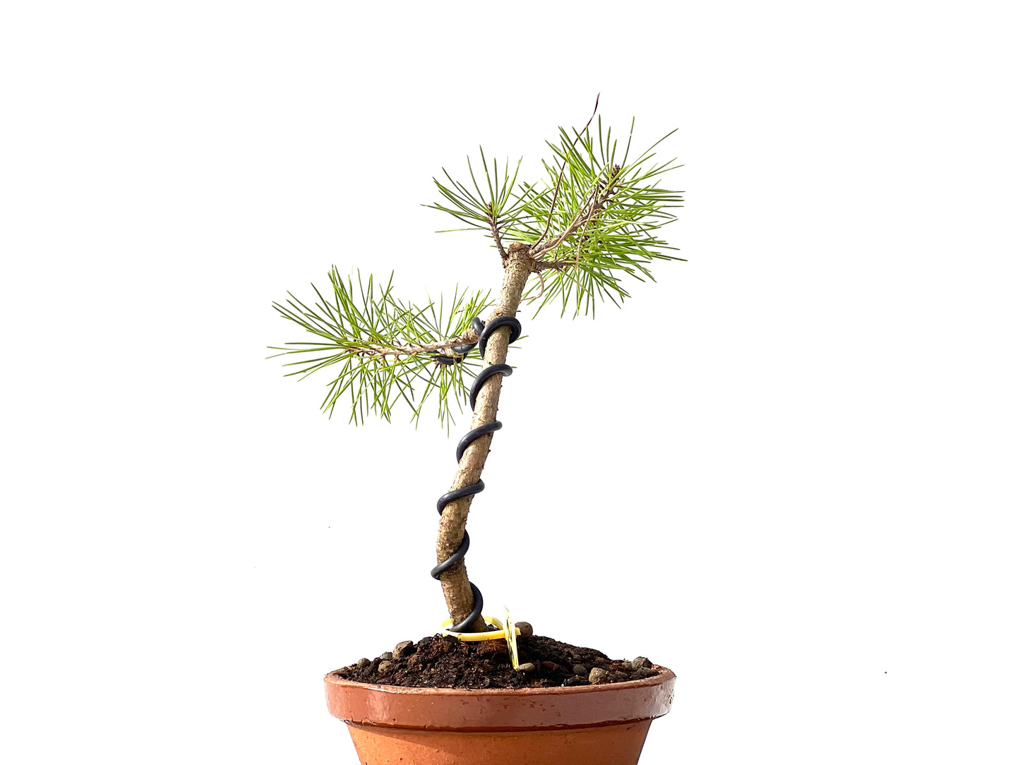 Pinus Densiflora 2373