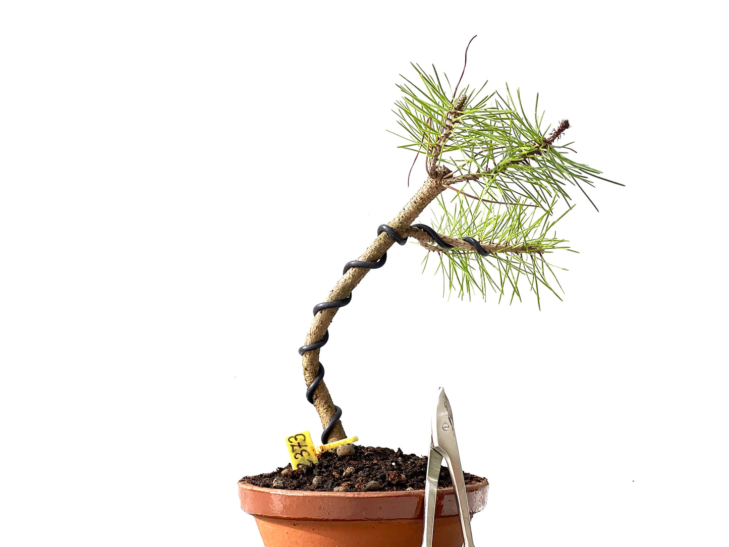 Pinus Densiflora 2373