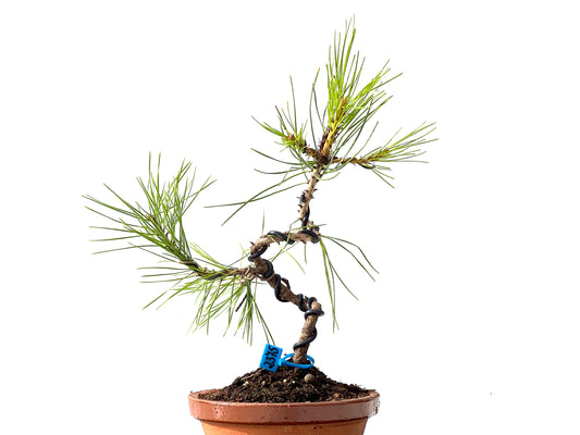 Pinus Densiflora 2375