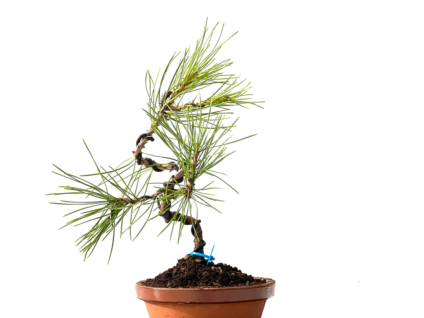Pinus Densiflora 2375