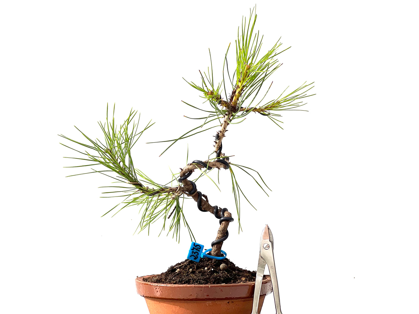 Pinus Densiflora 2375