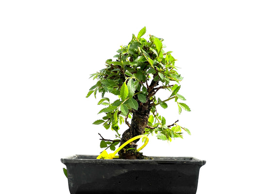 Zelkova Nire 0007