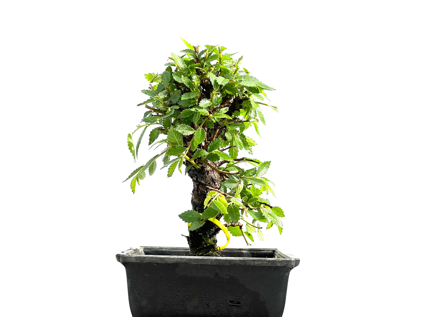 Zelkova Nire 0007