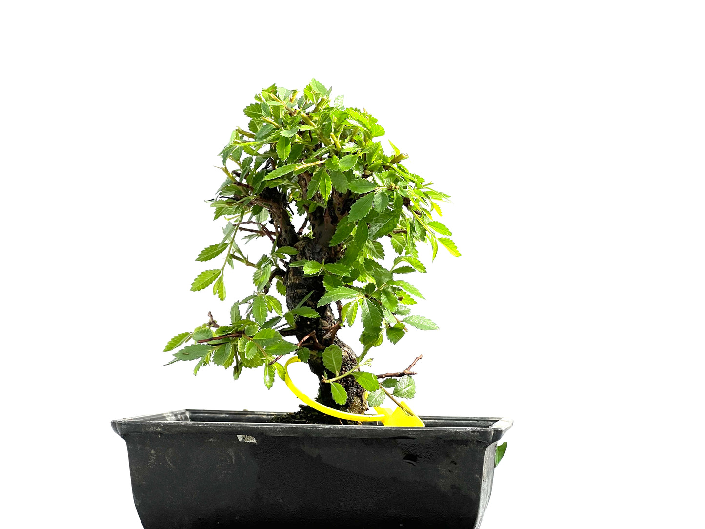 Zelkova Nire 0007