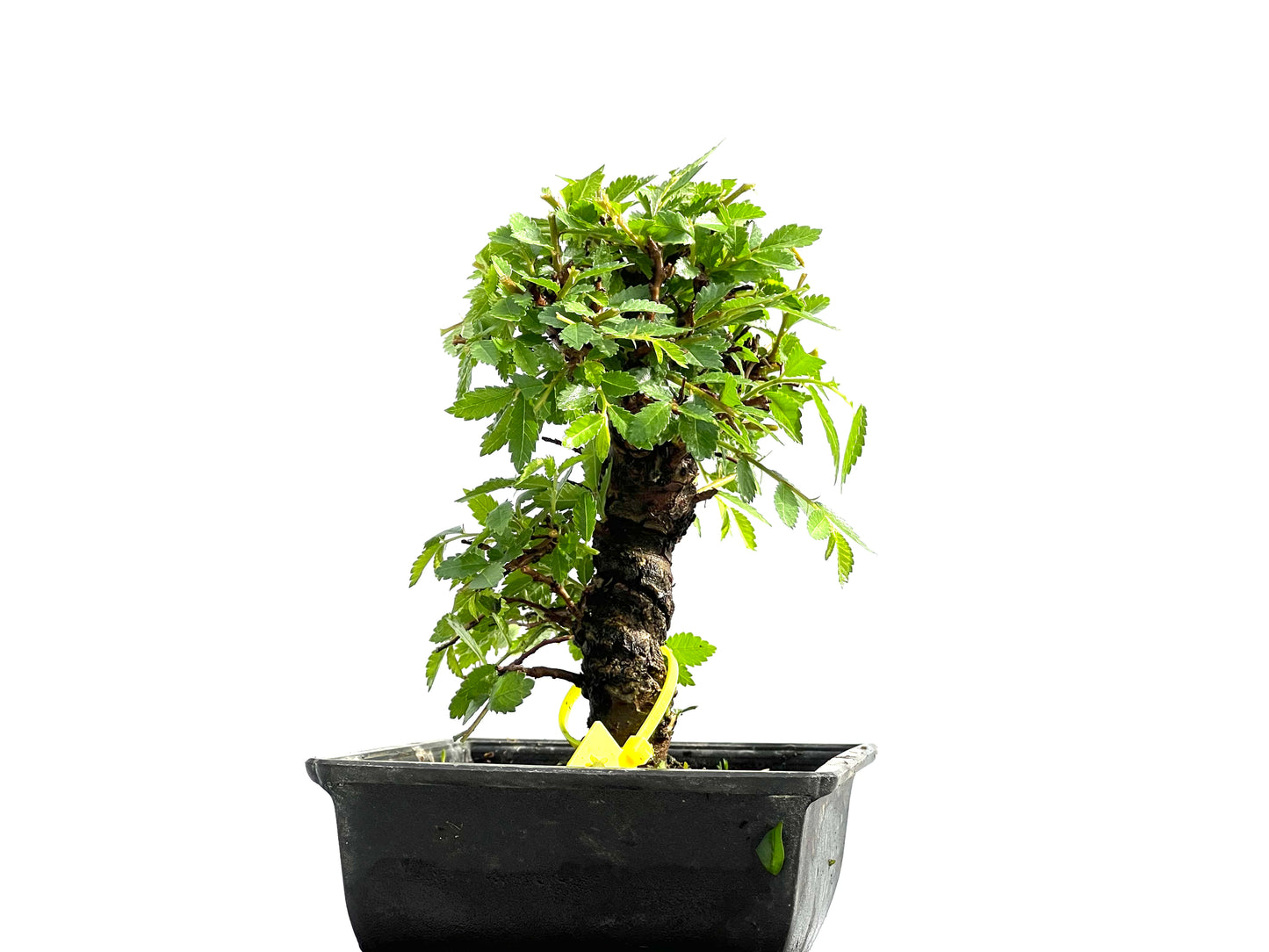 Zelkova Nire 0007