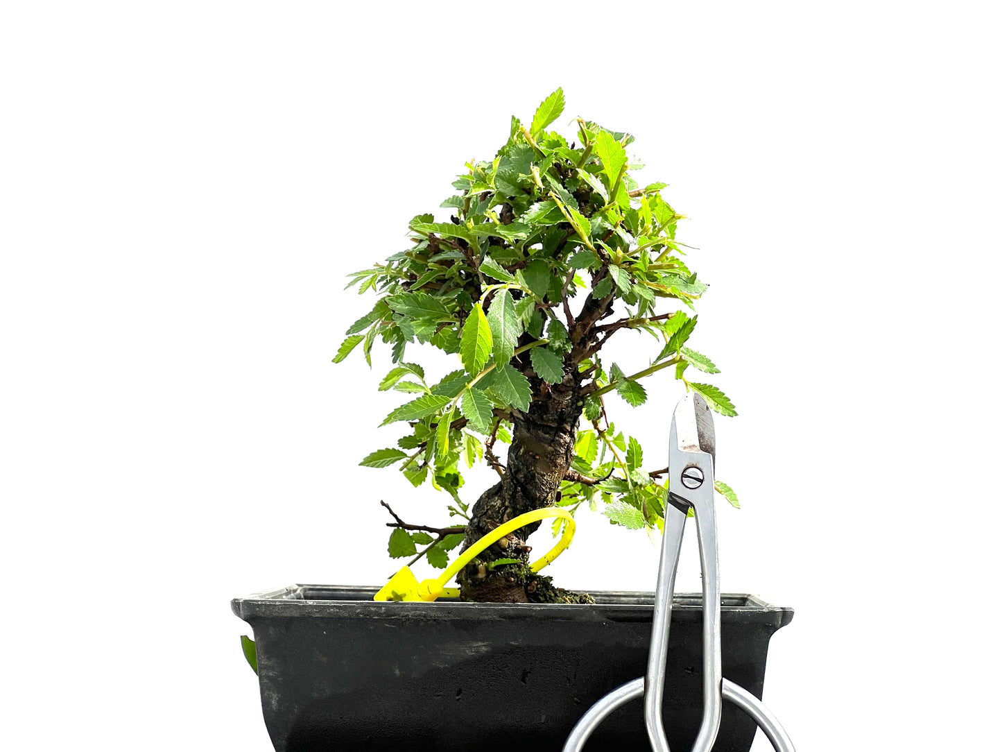 Zelkova Nire 0007