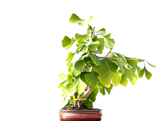 Ginkgo Biloba 2380