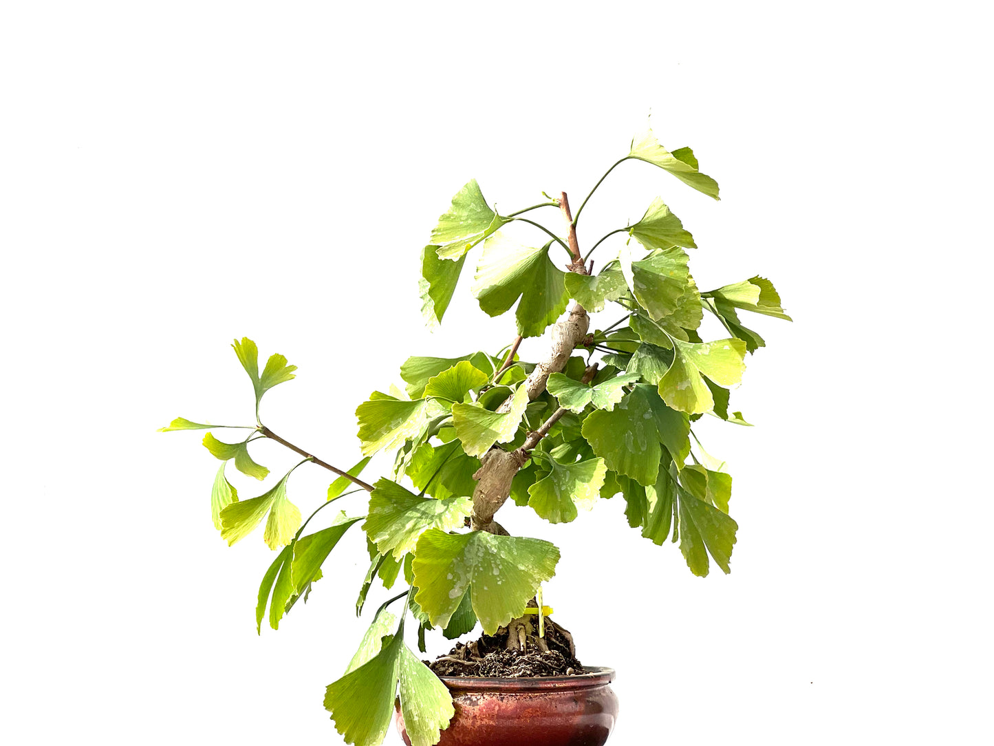 Ginkgo Biloba 2380
