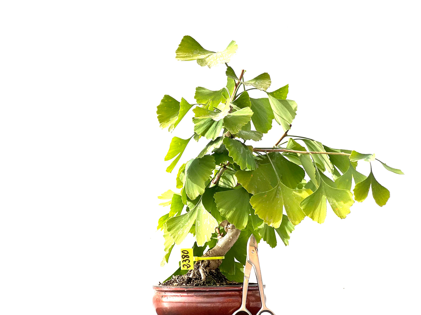 Ginkgo Biloba 2380