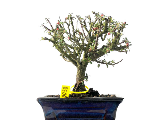 Cotoneaster Microphylla 0038