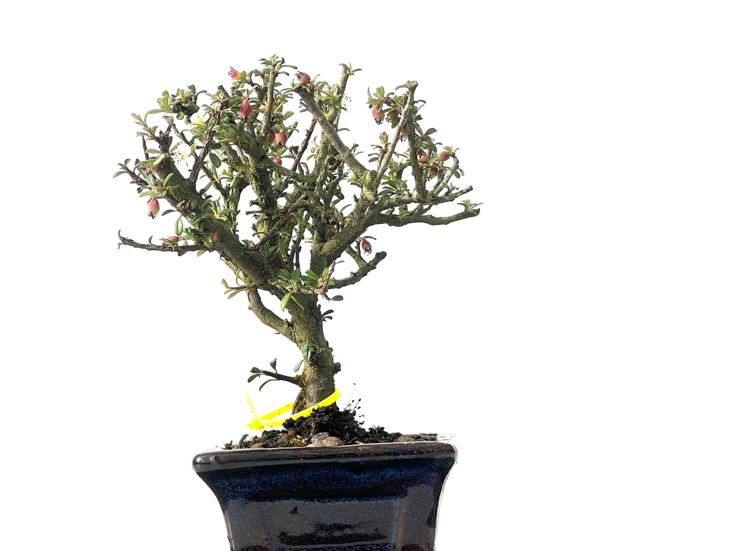 Cotoneaster Microphylla 0038