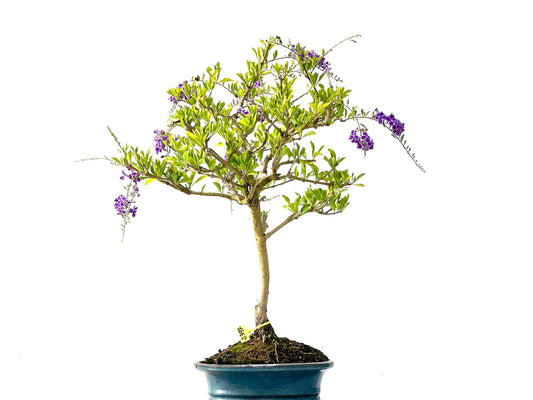 Durantha Repens 2397