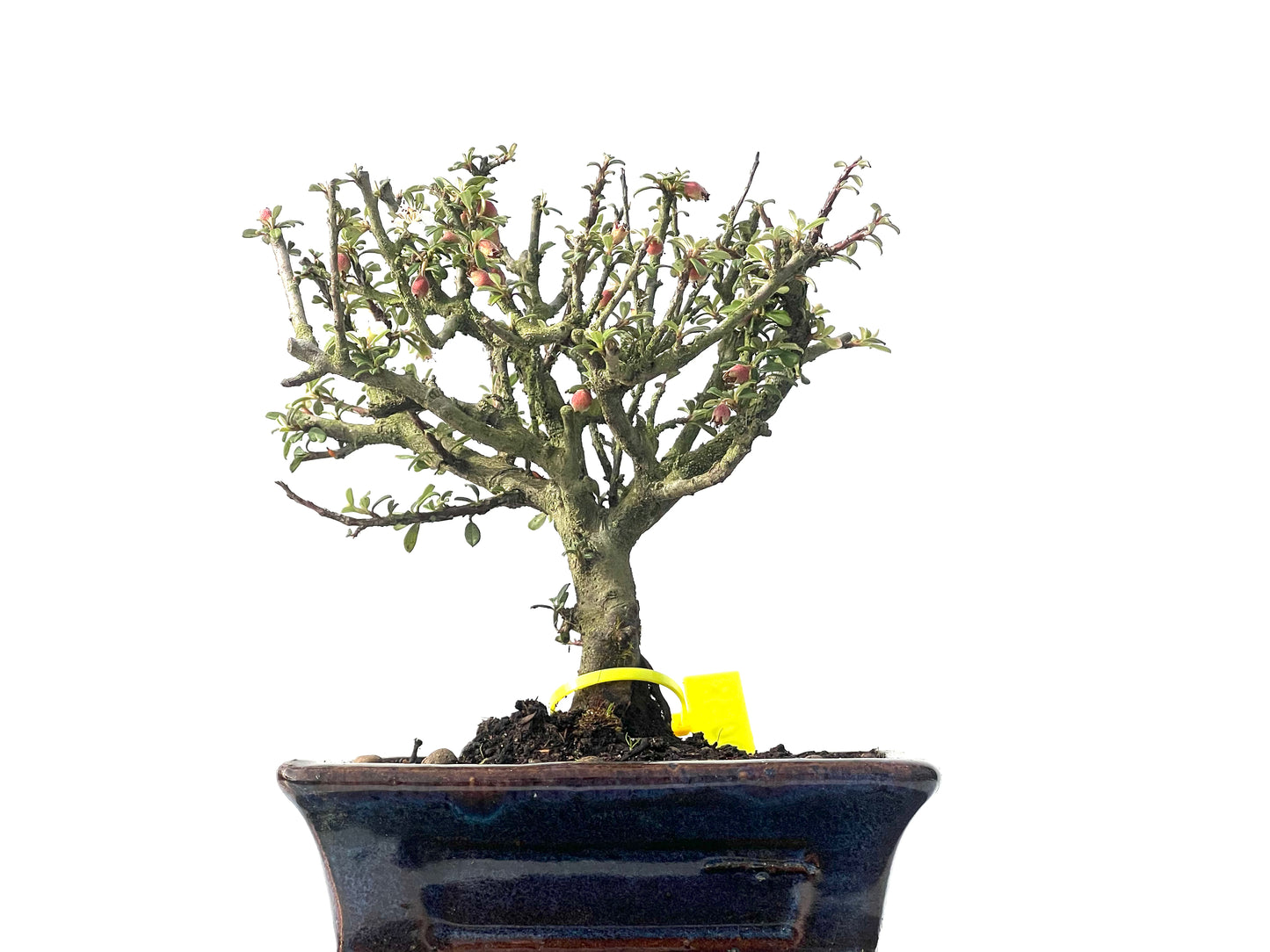 Cotoneaster Microphylla 0038