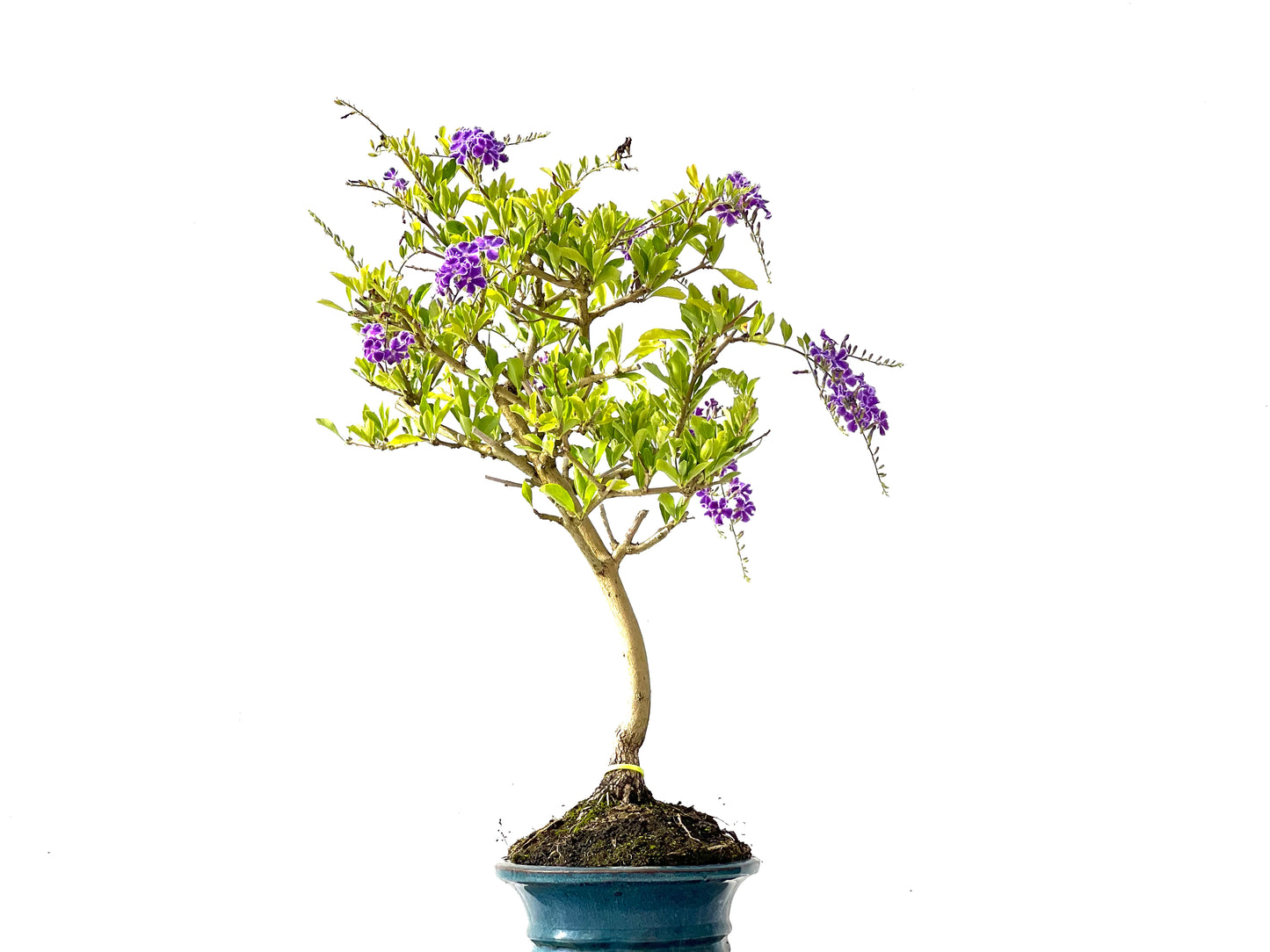 Durantha Repens 2397