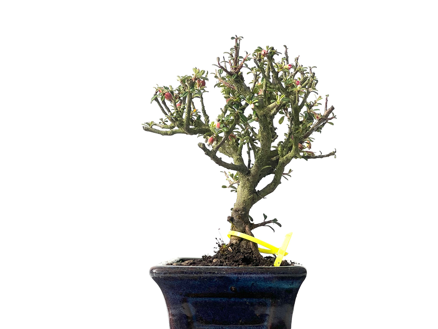 Cotoneaster Microphylla 0038
