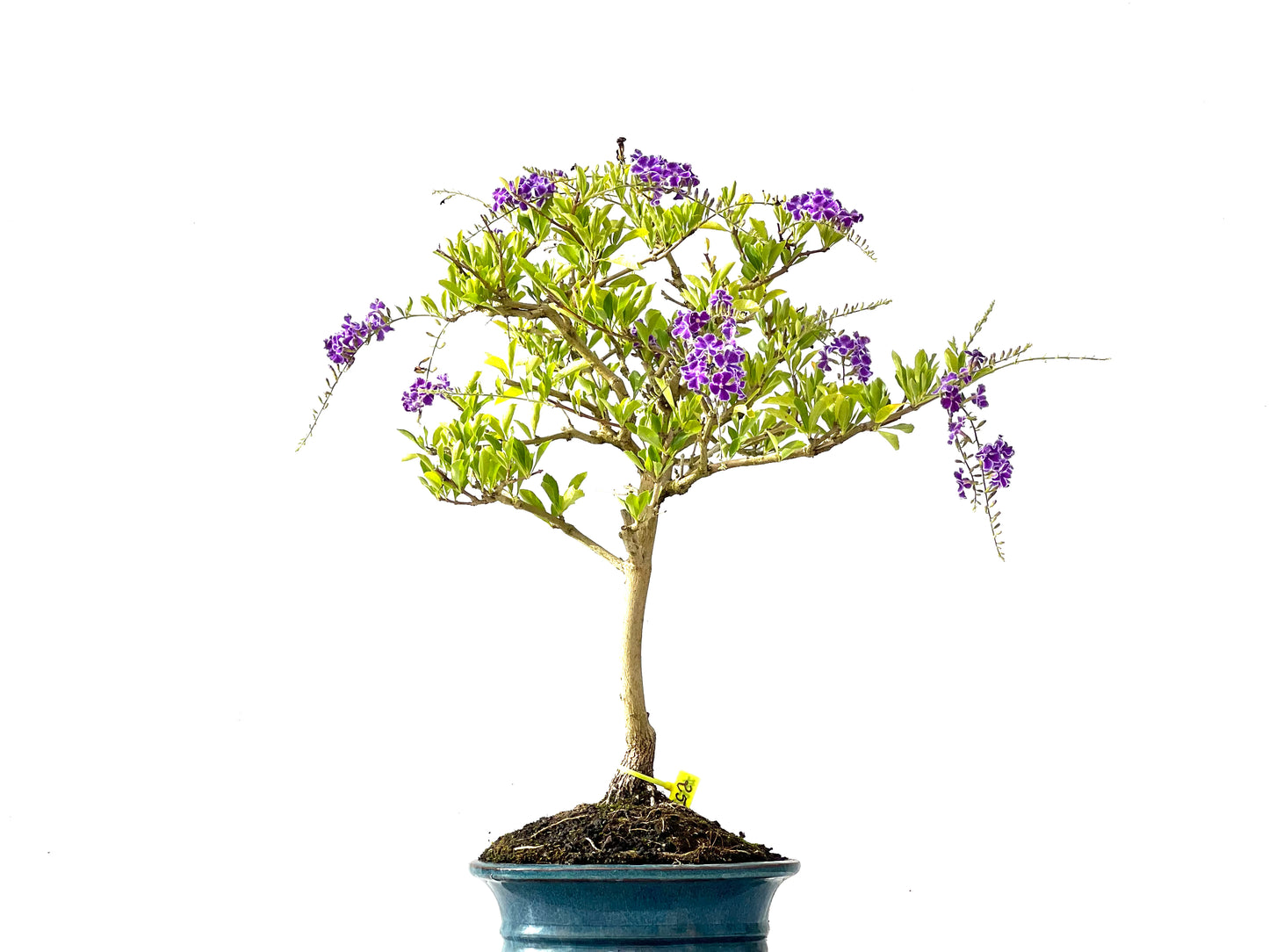 Durantha Repens 2397