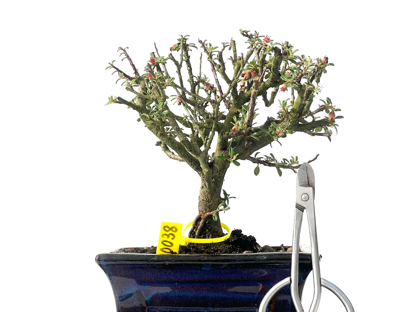 Cotoneaster Microphylla 0038