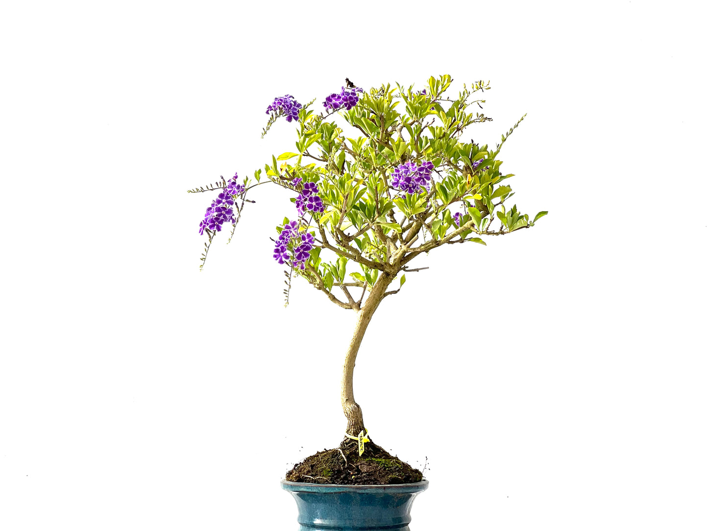Durantha Repens 2397