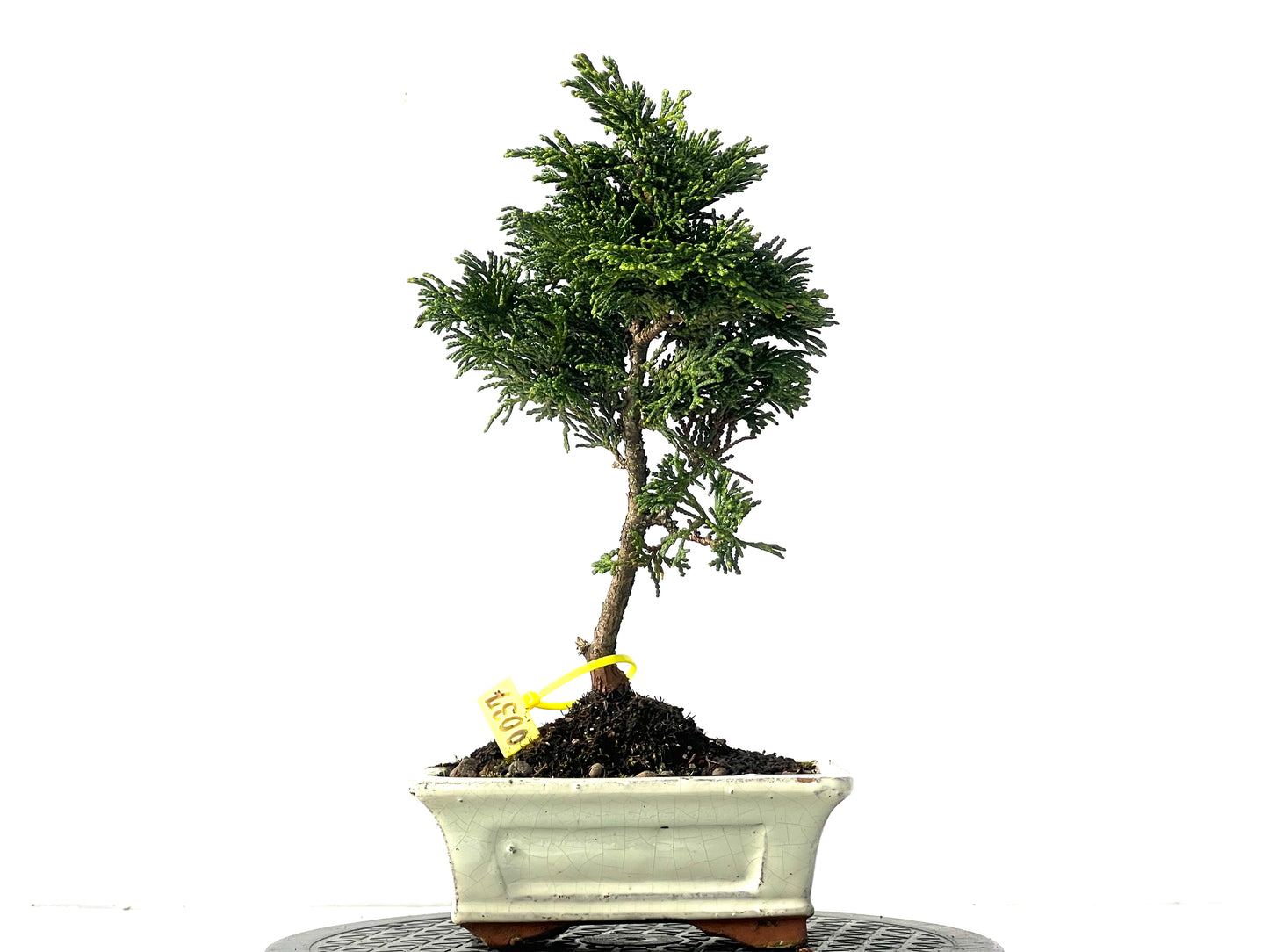 Chamaecyparis Obtusa Nana 0037