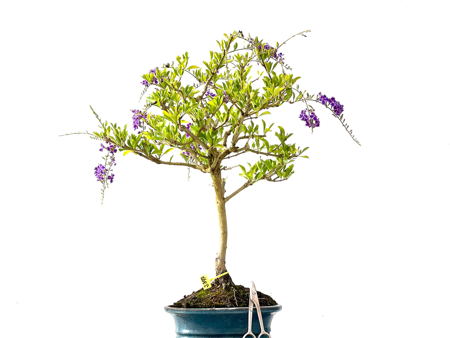 Durantha Repens 2397