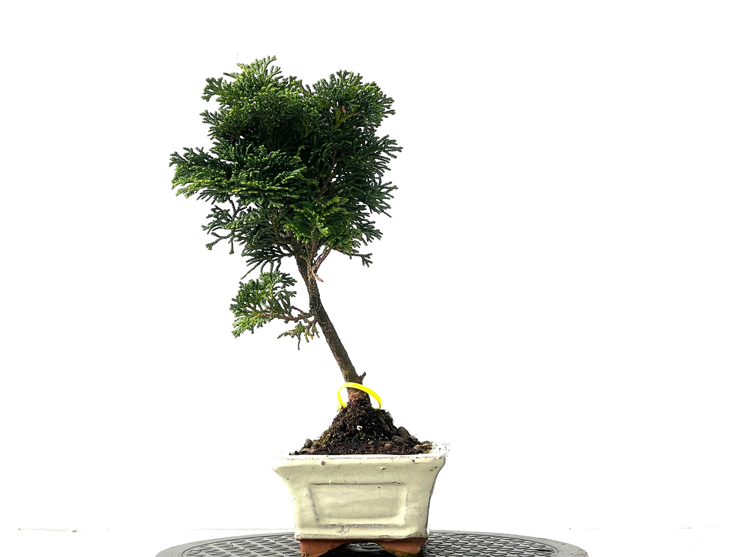 Chamaecyparis Obtusa Nana 0037
