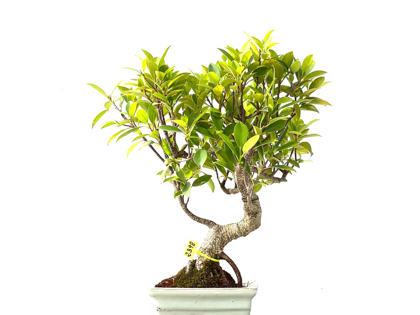 Ficus Tiger Bark 2398
