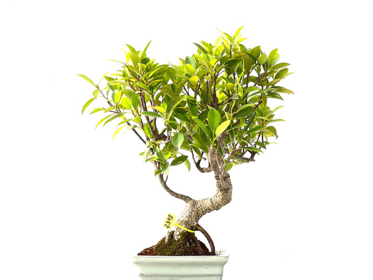 Ficus Tiger Bark 2398