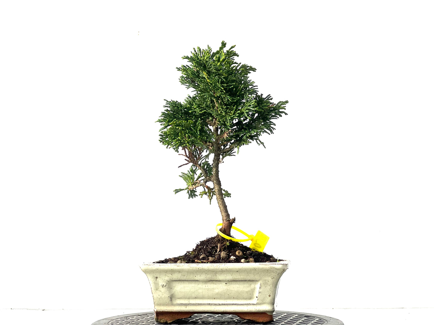 Chamaecyparis Obtusa Nana 0037