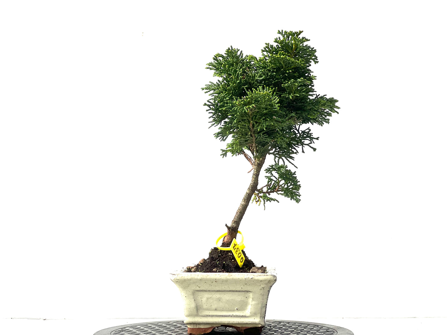 Chamaecyparis Obtusa Nana 0037