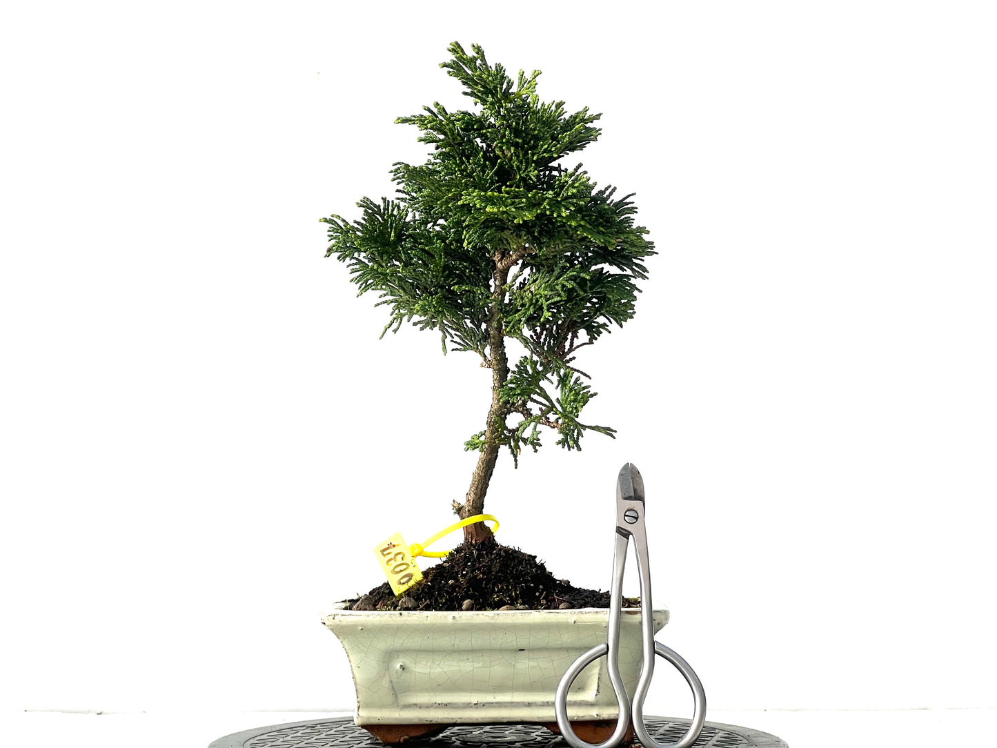Chamaecyparis Obtusa Nana 0037