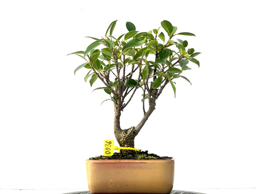 Ficus Tiger Bark 0036