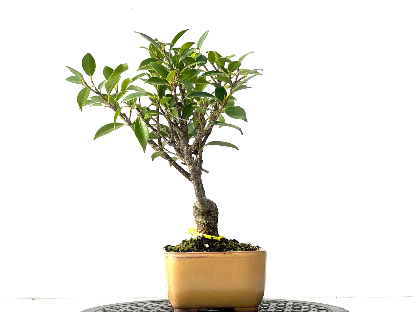Ficus Tiger Bark 0036