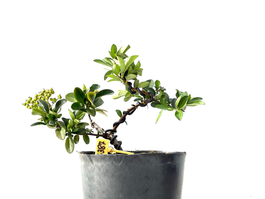 Pyracantha 2387