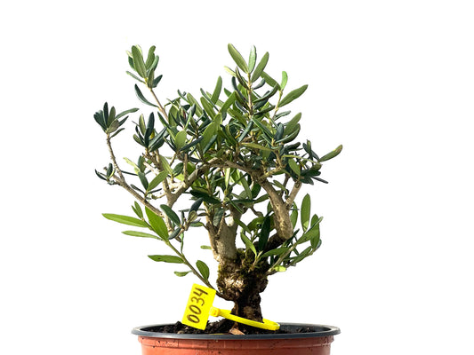 Olea Europaea Sylvestris 0034