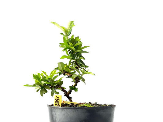 Pyracantha 2394