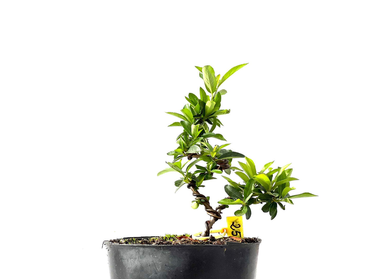 Pyracantha 2394